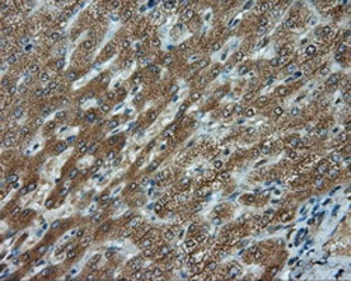 Anti-Endothelial Lipase / LIPG antibody [3G7] used in IHC (Paraffin sections) (IHC-P). GTX84211
