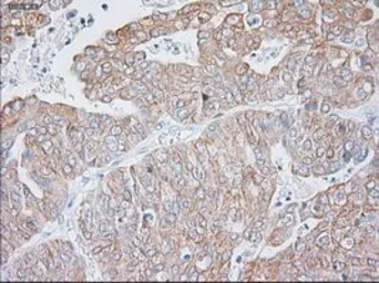 Anti-Cytokeratin 19 antibody [3F8] used in IHC (Paraffin sections) (IHC-P). GTX84251
