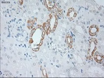 Anti-Cytokeratin 19 antibody [3F8] used in IHC (Paraffin sections) (IHC-P). GTX84251