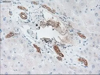 Anti-Cytokeratin 19 antibody [3F8] used in IHC (Paraffin sections) (IHC-P). GTX84251