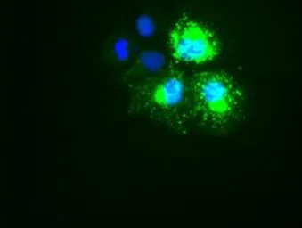 Anti-Cytokeratin 18 antibody [1H10] used in Immunocytochemistry/ Immunofluorescence (ICC/IF). GTX84254