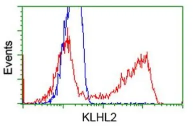 Anti-KLHL2 antibody [6D8] used in Flow cytometry (FCM). GTX84261