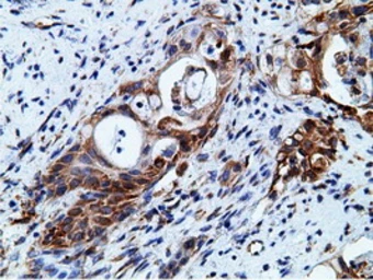 Anti-Ketohexokinase antibody [3D1] used in IHC (Paraffin sections) (IHC-P). GTX84277