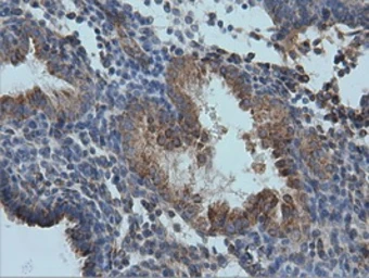 Anti-IVD antibody [1B10] used in IHC (Paraffin sections) (IHC-P). GTX84285