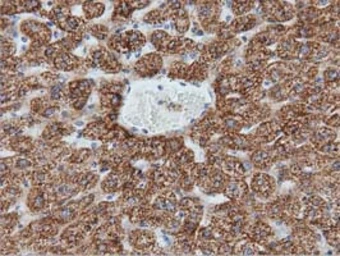 Anti-IVD antibody [1B10] used in IHC (Paraffin sections) (IHC-P). GTX84285