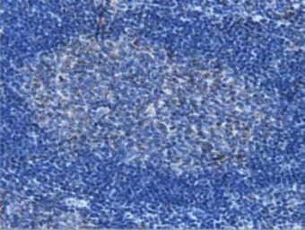 Anti-IVD antibody [1B10] used in IHC (Paraffin sections) (IHC-P). GTX84285