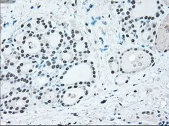Anti-IRF3 antibody [5D2] used in IHC (Paraffin sections) (IHC-P). GTX84287
