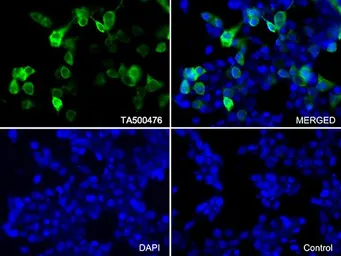 Anti-IRF3 antibody [4D4] used in Immunocytochemistry/ Immunofluorescence (ICC/IF). GTX84288