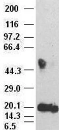 Anti-IL6 antibody [3G9] used in Western Blot (WB). GTX84291