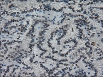 Anti-IL3 antibody [3B11] used in IHC (Paraffin sections) (IHC-P). GTX84295
