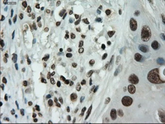 Anti-IL3 antibody [3B11] used in IHC (Paraffin sections) (IHC-P). GTX84295