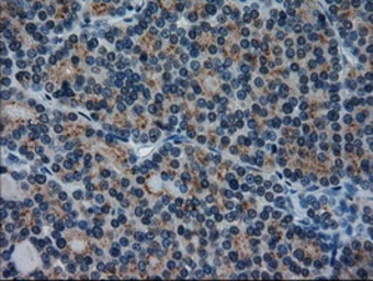 Anti-IL3 antibody [3B11] used in IHC (Paraffin sections) (IHC-P). GTX84295