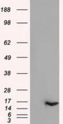 Anti-IL3 antibody [3B11] used in Western Blot (WB). GTX84295