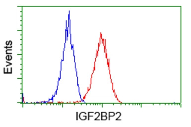 IGF2BP2 antibody [3G7]