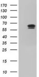 IGF2BP2 antibody [3G7]