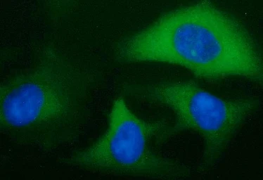 Anti-IGF2BP2 antibody [4F7] used in Immunocytochemistry/ Immunofluorescence (ICC/IF). GTX84309