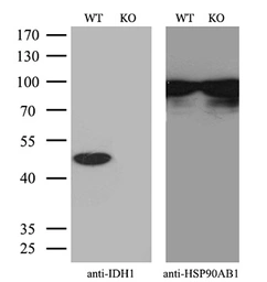 Anti-IDH1 antibody [2H9] used in Western Blot (WB). GTX84319