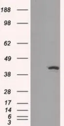 Anti-IDH1 antibody [2H9] used in Western Blot (WB). GTX84319