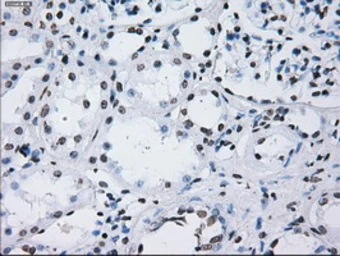 Anti-ID3 antibody [15F4] used in IHC (Paraffin sections) (IHC-P). GTX84320
