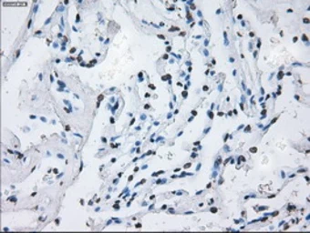 Anti-ID3 antibody [15F4] used in IHC (Paraffin sections) (IHC-P). GTX84320