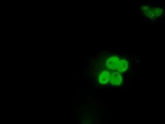 Anti-ID3 antibody [7B6] used in Immunocytochemistry/ Immunofluorescence (ICC/IF). GTX84327