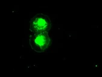 Anti-ID2 antibody [9A8] used in Immunocytochemistry/ Immunofluorescence (ICC/IF). GTX84329