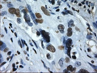 Anti-ID2 antibody [9A8] used in IHC (Paraffin sections) (IHC-P). GTX84329