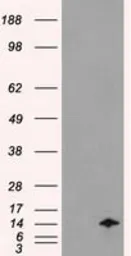 Anti-ID2 antibody [9A8] used in Western Blot (WB). GTX84329
