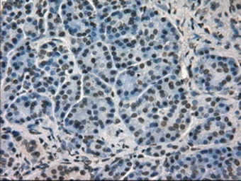 Anti-Grp75 antibody [9F8] used in IHC (Paraffin sections) (IHC-P). GTX84331