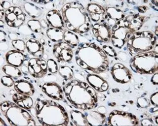 Anti-Hsp70 antibody [1B2] used in IHC (Paraffin sections) (IHC-P). GTX84337