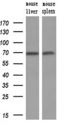Anti-Hsp70 antibody [5F3] used in Western Blot (WB). GTX84340