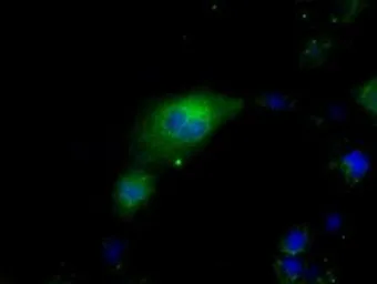 Anti-Hsp70 antibody [2C12] used in Immunocytochemistry/ Immunofluorescence (ICC/IF). GTX84341