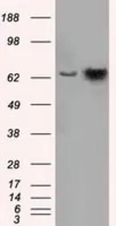 Anti-Hsp70 antibody [2C12] used in Western Blot (WB). GTX84341
