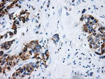 Anti-ERAB antibody [5E2] used in IHC (Paraffin sections) (IHC-P). GTX84344