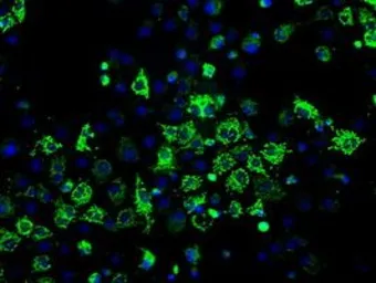 Anti-ERAB antibody [10B4] used in Immunocytochemistry/ Immunofluorescence (ICC/IF). GTX84346
