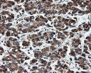 Anti-ERAB antibody [10B4] used in IHC (Paraffin sections) (IHC-P). GTX84346