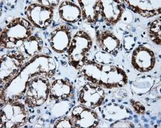 Anti-ERAB antibody [10B4] used in IHC (Paraffin sections) (IHC-P). GTX84346