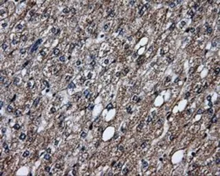 Anti-ERAB antibody [10B4] used in IHC (Paraffin sections) (IHC-P). GTX84346