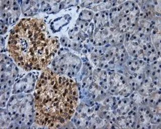 Anti-ERAB antibody [10B4] used in IHC (Paraffin sections) (IHC-P). GTX84346