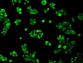 Anti-hnRNP F antibody [5F5] used in Immunocytochemistry/ Immunofluorescence (ICC/IF). GTX84356