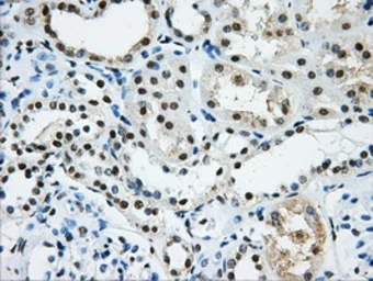 Anti-hnRNP F antibody [5F5] used in IHC (Paraffin sections) (IHC-P). GTX84356