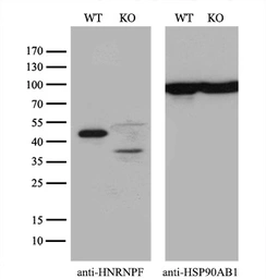 Anti-hnRNP F antibody [5F5] used in Western Blot (WB). GTX84356