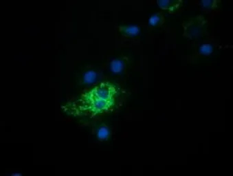 Anti-HIBCH antibody [4G1] used in Immunocytochemistry/ Immunofluorescence (ICC/IF). GTX84368