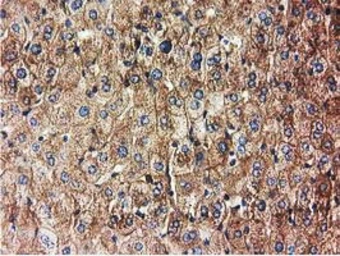 Anti-HDAC6 antibody [4C5] used in IHC (Paraffin sections) (IHC-P). GTX84377