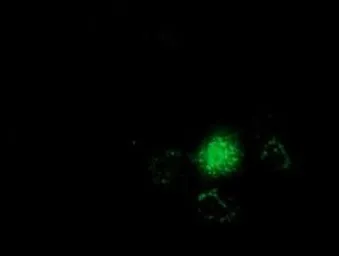 Anti-GSTT2 antibody [8A10] used in Immunocytochemistry/ Immunofluorescence (ICC/IF). GTX84398