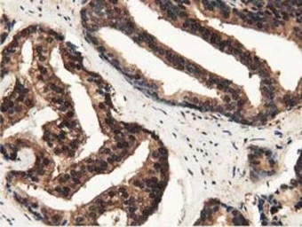Anti-GSTT2 antibody [2E3] used in IHC (Paraffin sections) (IHC-P). GTX84400