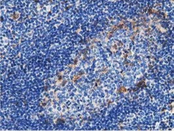 Anti-GSTT2 antibody [2E3] used in IHC (Paraffin sections) (IHC-P). GTX84400