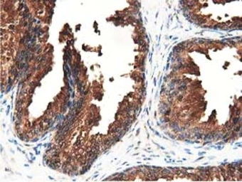 Anti-GSTT2 antibody [2E3] used in IHC (Paraffin sections) (IHC-P). GTX84400