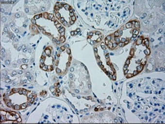 Anti-GSC antibody [1D7] used in IHC (Paraffin sections) (IHC-P). GTX84408