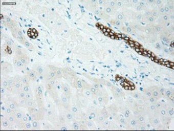 Anti-GSC antibody [1D7] used in IHC (Paraffin sections) (IHC-P). GTX84408